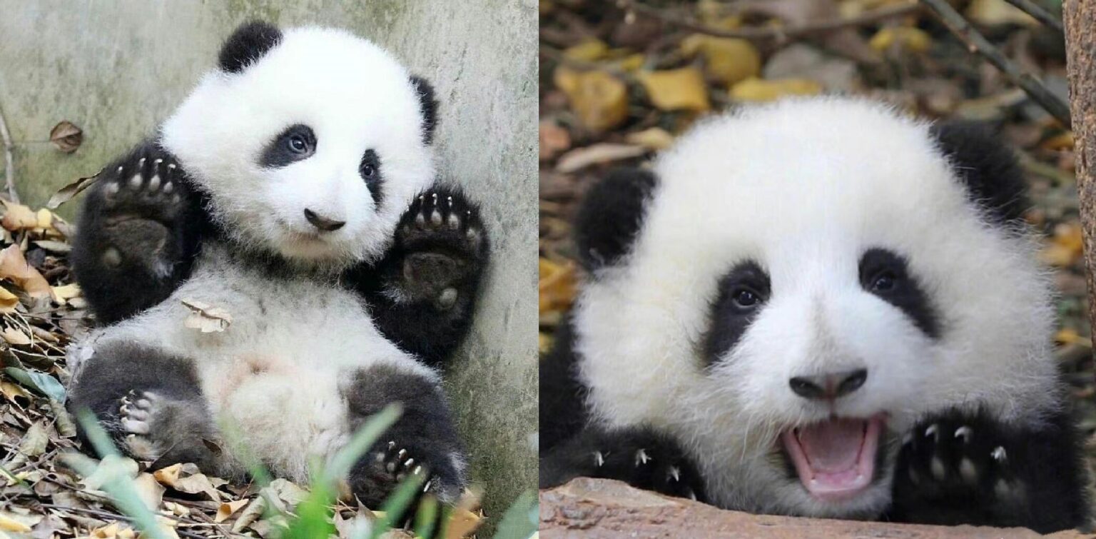 Come riconoscere un panda gigante: la guida completa sui dettagli che lo rendono unico