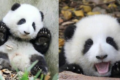 Come riconoscere un panda gigante: la guida completa sui dettagli che lo rendono unico
