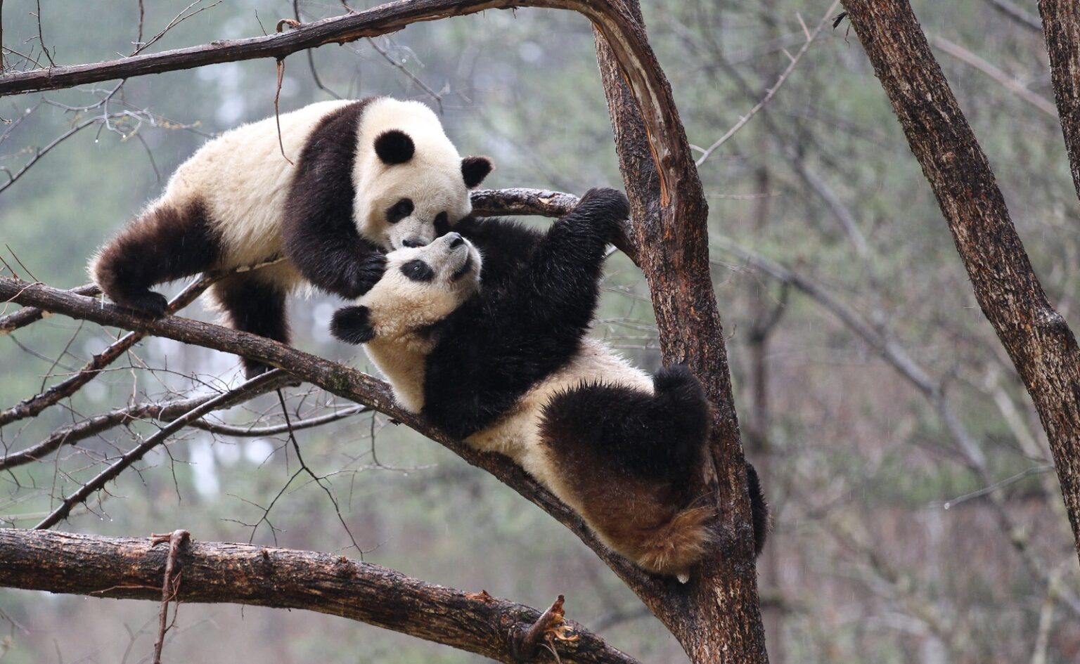 Enrichment dei panda giganti: le 5 strategie per il loro benessere in cattività