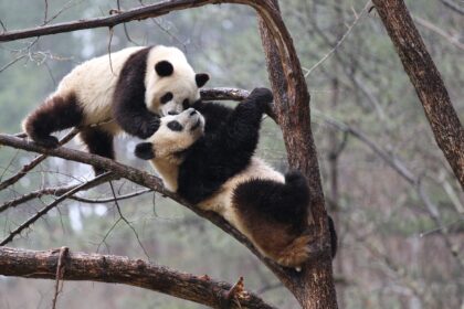 Enrichment dei panda giganti: le 5 strategie per il loro benessere in cattività