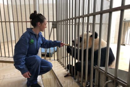 I keeper dei panda giganti: come interagiscono e curano gli animali in cattività