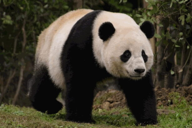 La pelliccia del panda gigante: segreti, funzioni e misteri di un manto straordinario