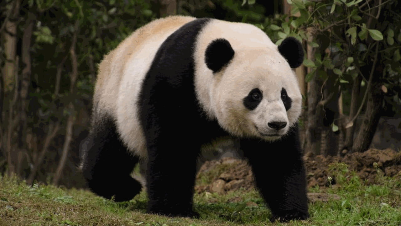 La pelliccia del panda gigante: segreti, funzioni e misteri di un manto straordinario