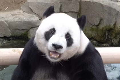 Le Bao, il panda gigante di Everland è in cura: cosa sappiamo sulle sue condizioni e sui tempi di recupero