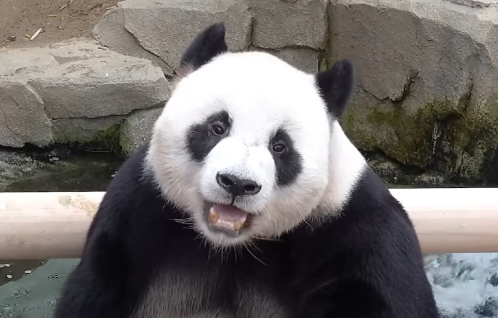 Le Bao, il panda gigante di Everland è in cura: cosa sappiamo sulle sue condizioni e sui tempi di recupero