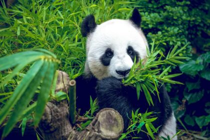 Le feci del panda gigante: dieta, salute e usi sostenibili