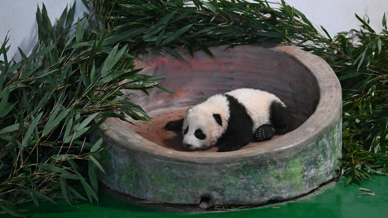 Manlanzai, il nuovo cucciolo di panda conquista il pubblico: debutto storico nel Gansu
