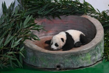 Manlanzai, il nuovo cucciolo di panda conquista il pubblico: debutto storico nel Gansu