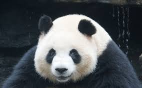 Meilan, il panda RouRou che ha conquistato Dujiangyan: storia, curiosità e perché piace così tanto