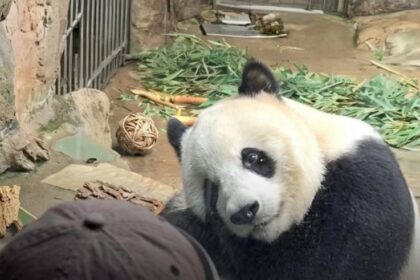 Meng Meng, il panda "people-watcher" del Beijing Zoo: perché tutti parlano di lei
