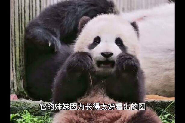 Morto il cucciolo di panda, Jia Mei: la malattia e le cause del decesso