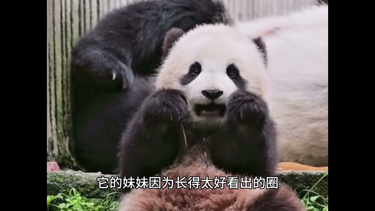 Morto il cucciolo di panda, Jia Mei: la malattia e le cause del decesso