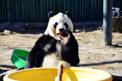 Panda Pang Da Hai (Fuxing): la star dello zoo di Pechino che conquista il web