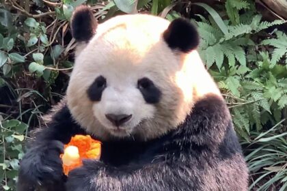 Panda RouRou, cresce la preoccupazione dei fan: cosa dicono le immagini sul panda di Meilan