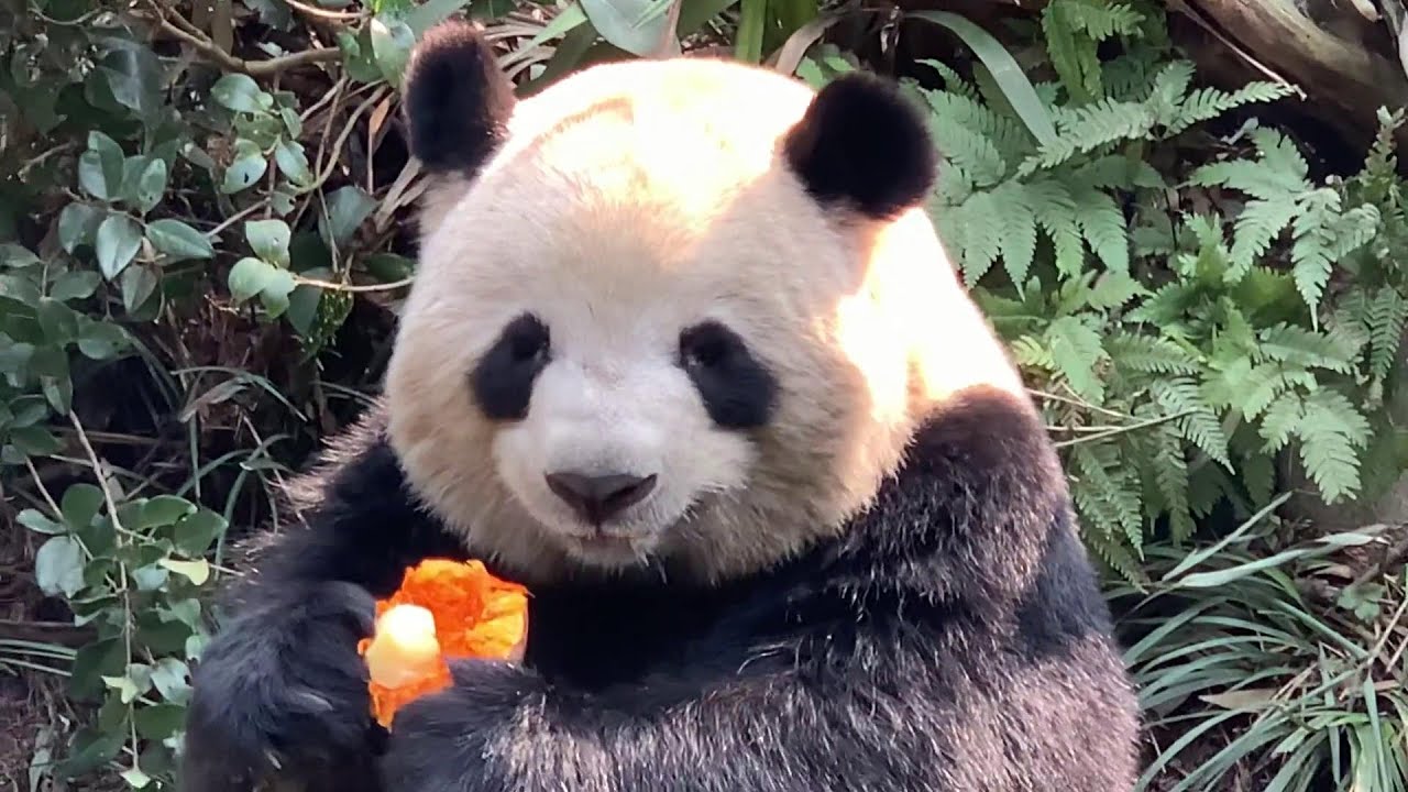 Panda RouRou, cresce la preoccupazione dei fan: cosa dicono le immagini sul panda di Meilan