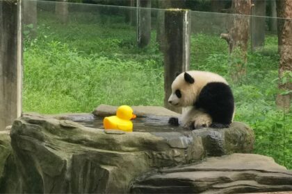 Panda Yu Ai di Chongqing che ha conquistato il web: storia, carattere e curiosità