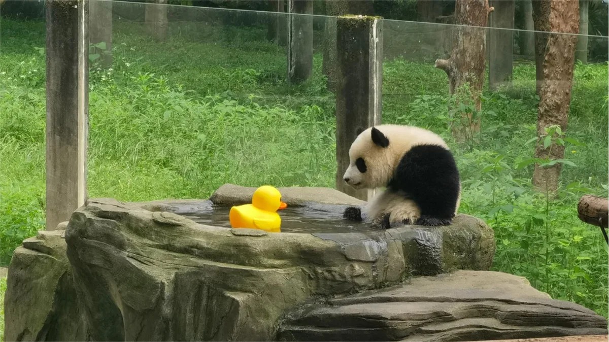 Panda Yu Ai di Chongqing che ha conquistato il web: storia, carattere e curiosità