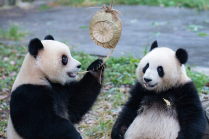 Panda Yu Ke, fratello gemello di Yu Ai: il piccolo ambasciatore di Chongqing