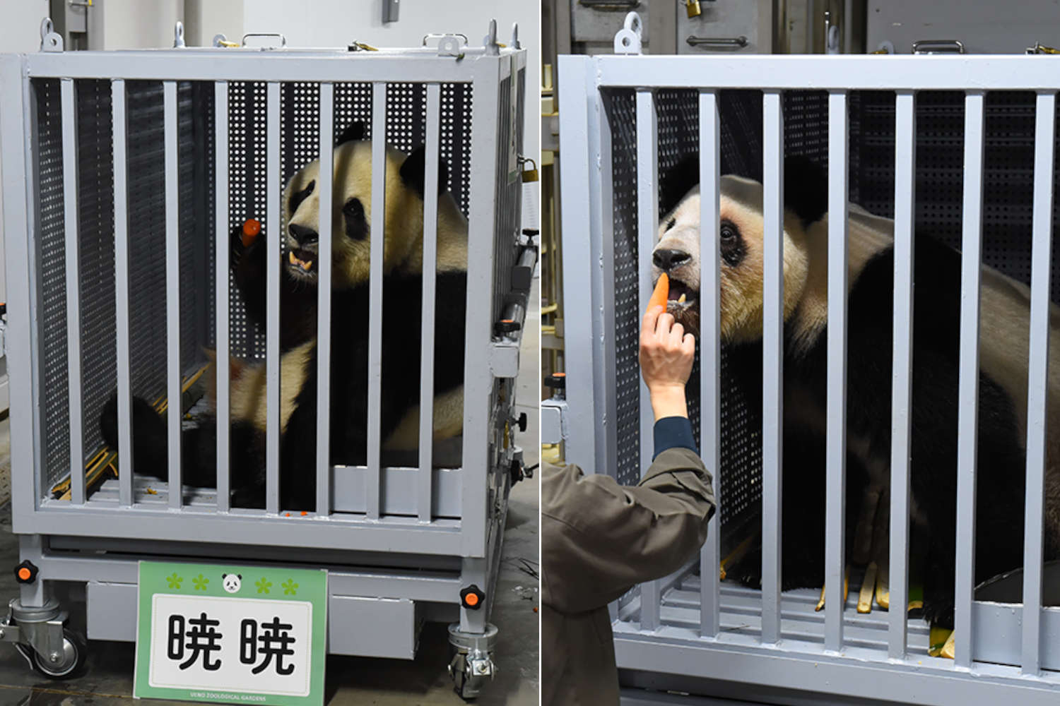 'Panda diplomacy', il viaggio dei panda giganti: cosa succede davvero durante un prestito internazionale