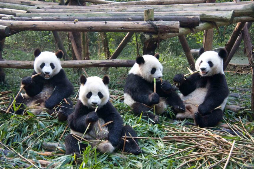 Panda gigante: quante ore mangia e dorme in natura e in cattività