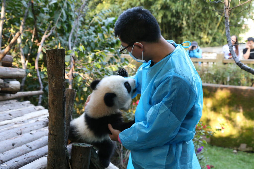 Panda giganti all’estero, come la Cina protegge la loro salute: regole, controlli e cooperazione internazionale