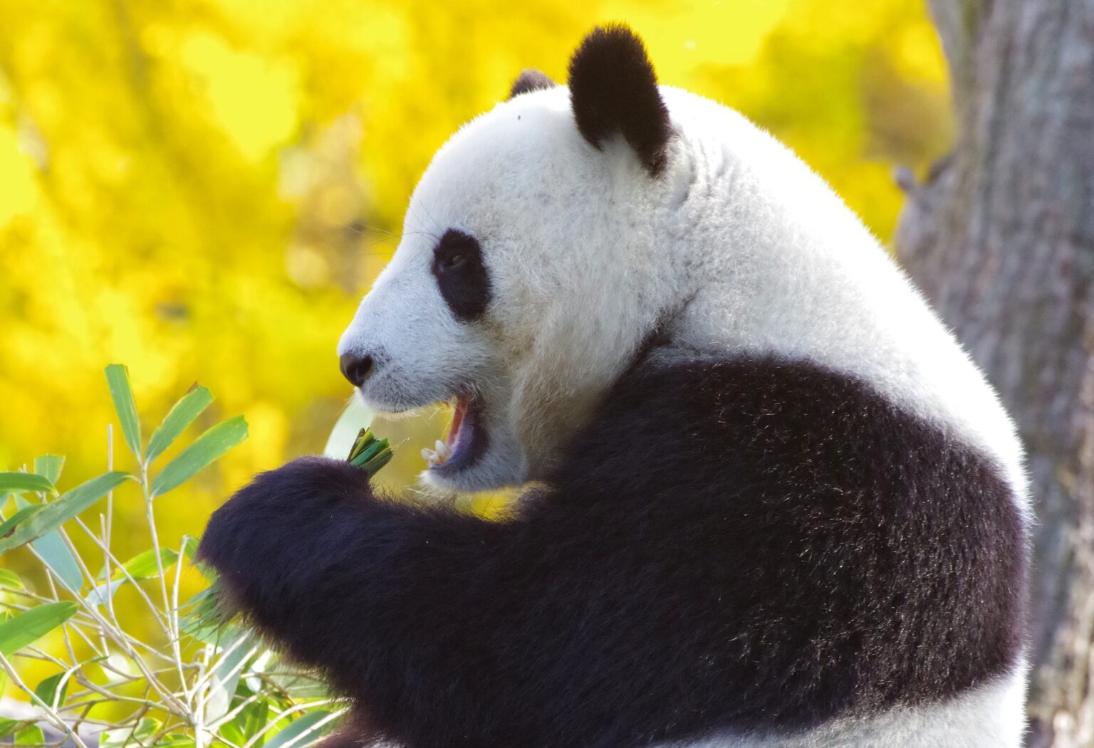 Perché il panda gigante mastica con la bocca aperta? Un segreto della sua sopravvivenza