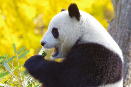 Perché il panda gigante mastica con la bocca aperta? Un segreto della sua sopravvivenza