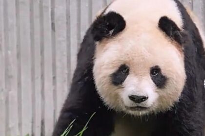 Shenshuping, panda Zi Yao: la storia del panda selvatico nel cuore del Sichuan