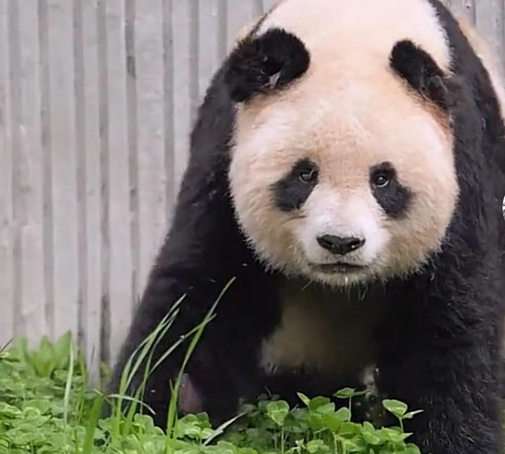 Shenshuping, panda Zi Yao: la storia del panda selvatico nel cuore del Sichuan