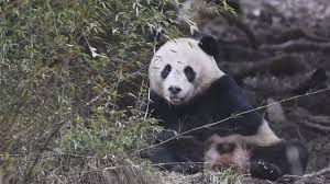 Tre panda giganti avvistati a Tangjiahe: un segnale incoraggiante per la conservazione
