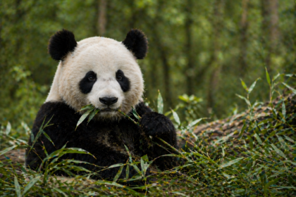 Viaggio nel cuore del Sichuan: il tour celebrativo per il compleanno dei panda