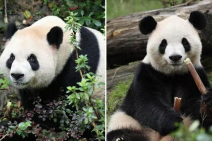 Zoo Atlanta, arrivano i panda giganti Ping Ping e Fu Shuang: cosa cambia ora