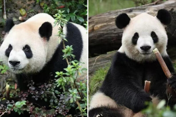 Zoo Atlanta, arrivano i panda giganti Ping Ping e Fu Shuang: cosa cambia ora