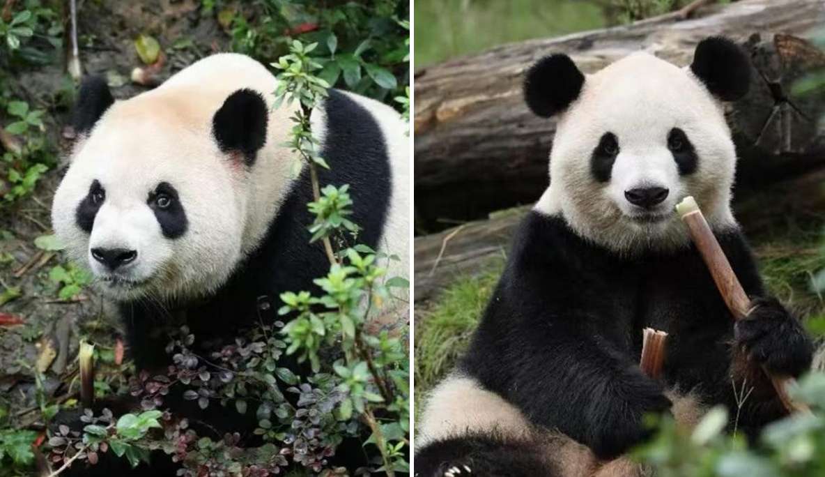 Zoo Atlanta, arrivano i panda giganti Ping Ping e Fu Shuang: cosa cambia ora
