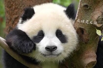 Ai Ni, il cucciolo di panda gigante che conquista il pubblico: la nuova principessa della famiglia Hamahama