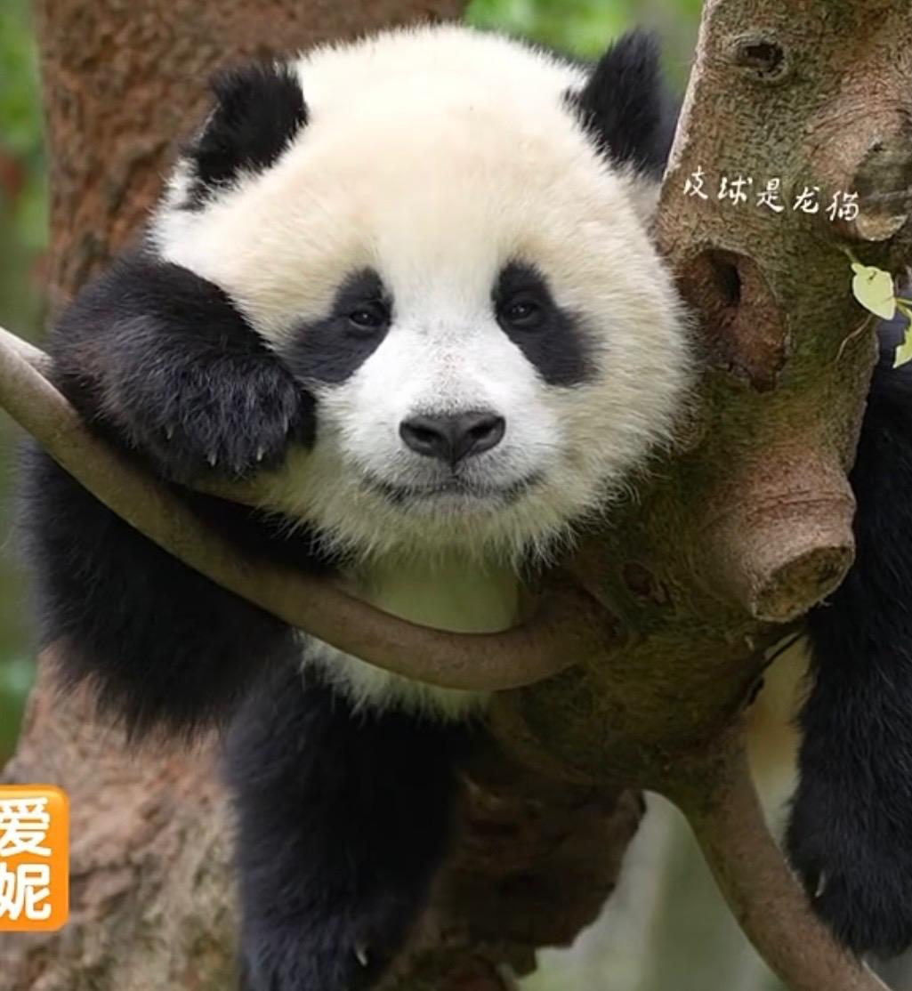 Ai Ni, il cucciolo di panda gigante che conquista il pubblico: la nuova principessa della famiglia Hamahama