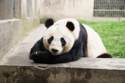 Hong Xi, il panda gigante dello zoo di Lanzhou è malato: cosa sappiamo sulla sua condizione di salute
