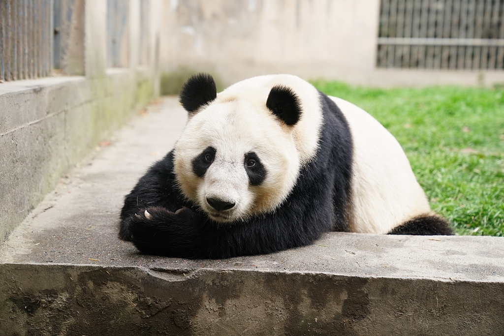 Hong Xi, il panda gigante dello zoo di Lanzhou è malato: cosa sappiamo sulla sua condizione di salute