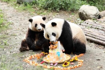 Hua Hua e He Ye, la separazione ufficiale: cosa sta cambiando alle sorelline gemelle di Chengdu