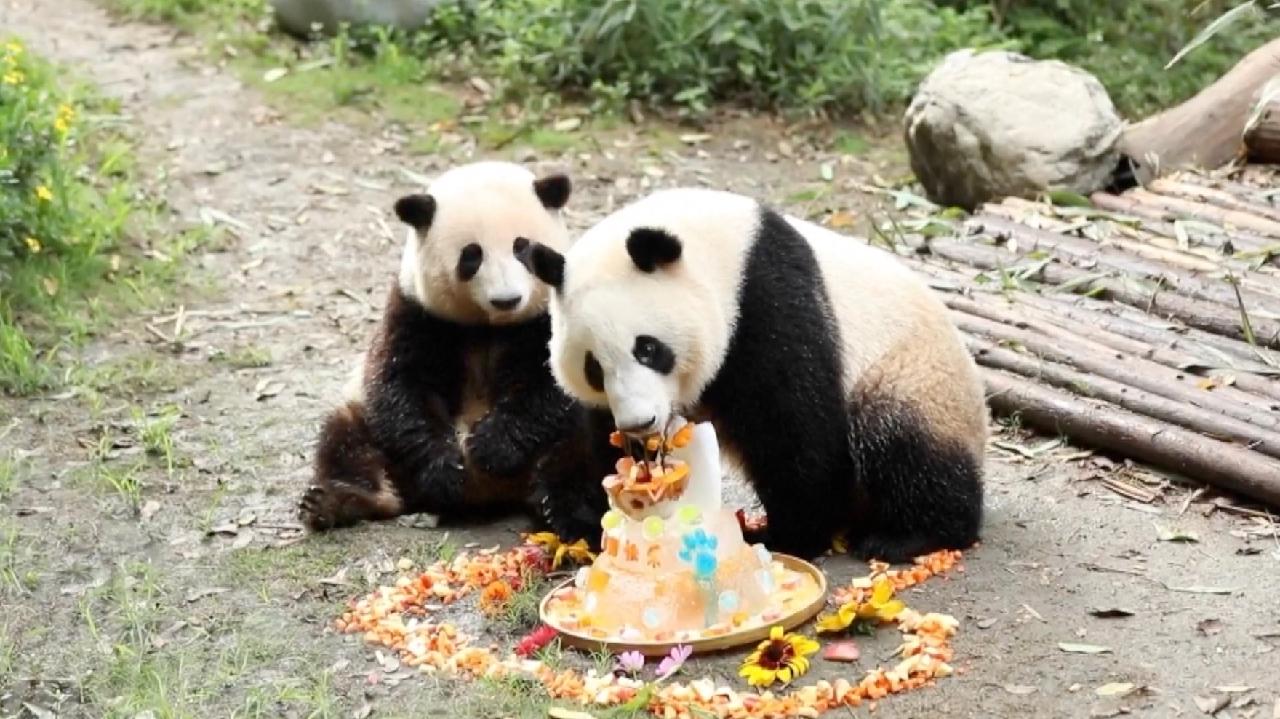 Hua Hua e He Ye, la separazione ufficiale: cosa sta cambiando alle sorelline gemelle di Chengdu