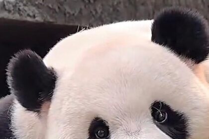 Il panda Jia He, padre di Mei Zhu, è morto a Guangzhou: cosa succede ora a Tingzai