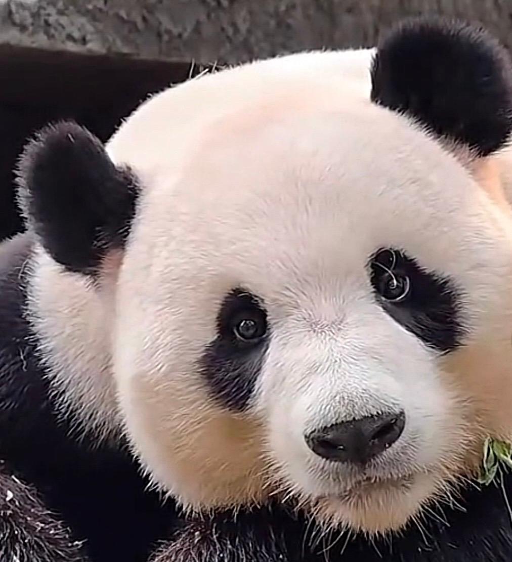 Il panda Jia He, padre di Mei Zhu, è morto a Guangzhou: cosa succede ora a Tingzai
