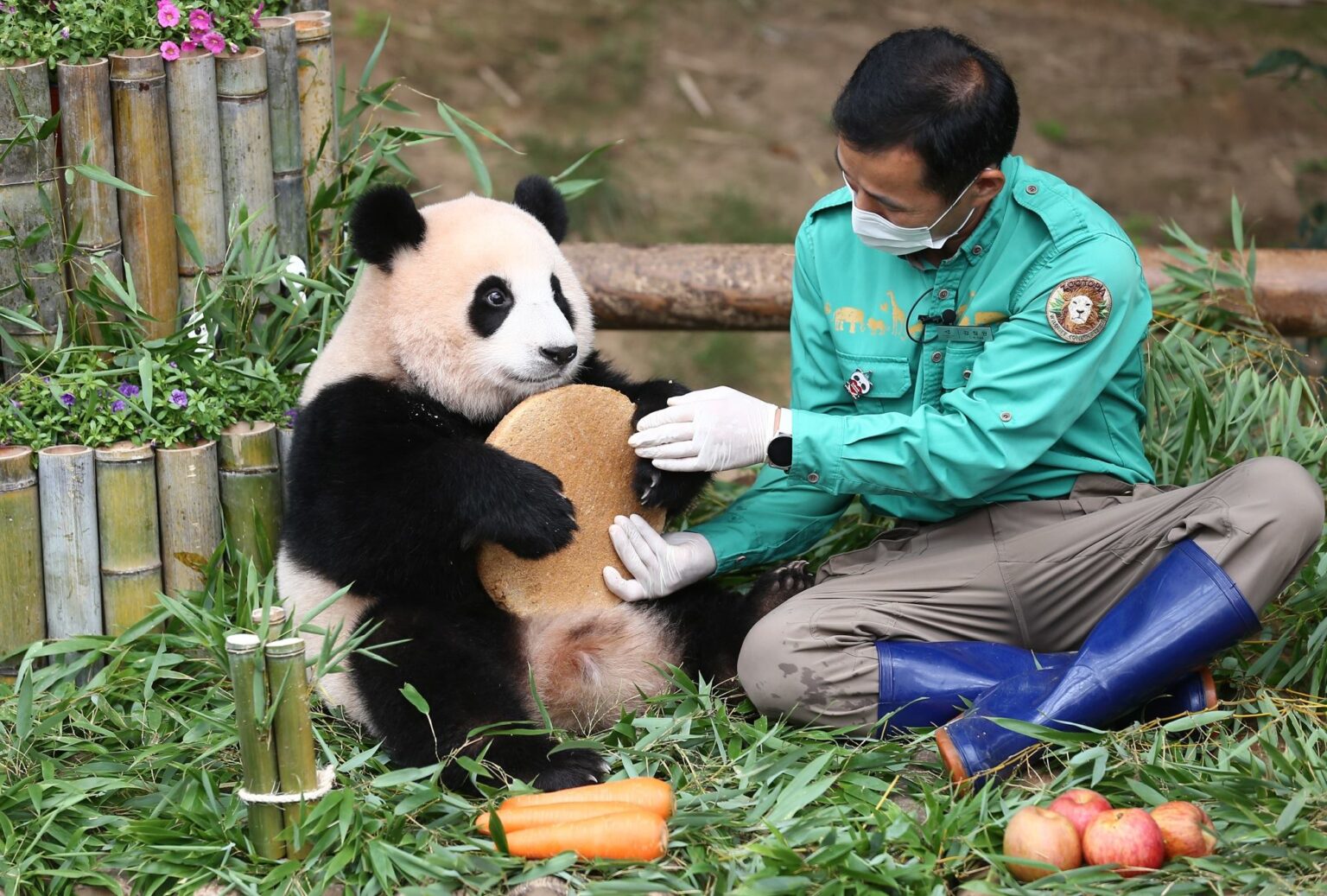 La storia di Kang Cheol-won, il “nonno di Fu Bao”: dall’Everland all’orto che racconta un modo diverso di amare gli animali