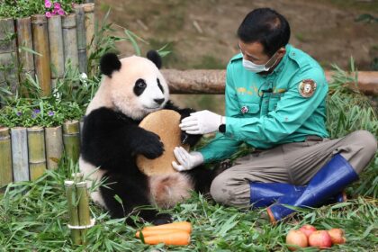 La storia di Kang Cheol-won, il “nonno di Fu Bao”: dall’Everland all’orto che racconta un modo diverso di amare gli animali