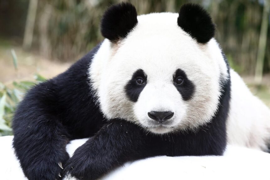 Mamma Ai Bao entrerà in osservazione dal 26 maggio: cosa comunica Everland e perché la notizia è importante