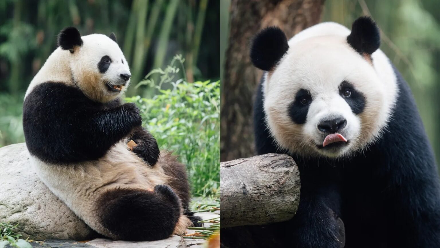 Panda Ke Ke in pseudo-gravidanza a Hong Kong: cosa sta succedendo all’Ocean Park e perché i visitatori devono fare silenzio