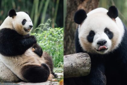 Panda Ke Ke in pseudo-gravidanza a Hong Kong: cosa sta succedendo all’Ocean Park e perché i visitatori devono fare silenzio
