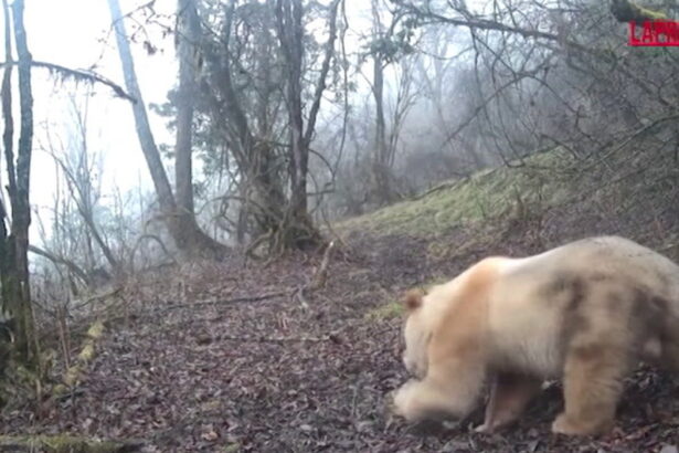 Panda gigante bianco in libertà: le nuove immagini da Wolong raccontano un caso unico al mondo