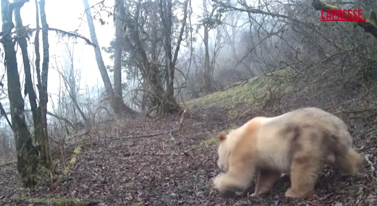 Panda gigante bianco in libertà: le nuove immagini da Wolong raccontano un caso unico al mondo