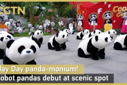 Panda robot a Wulong: il debutto nel luogo panoramico per il Primo Maggio